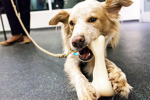 Dog Chewing Products